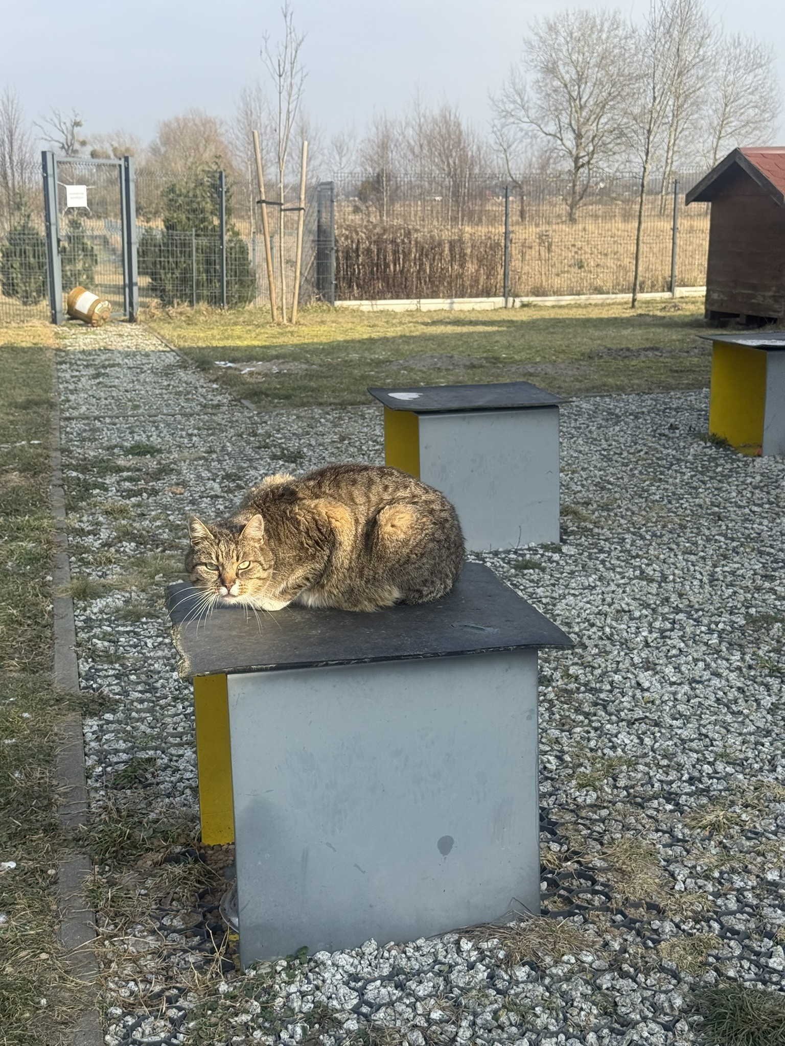 Dzień Kota w Gminie Dobra – razem dla szczęścia i bezpieczeństwa naszych mruczących przyjaciół.