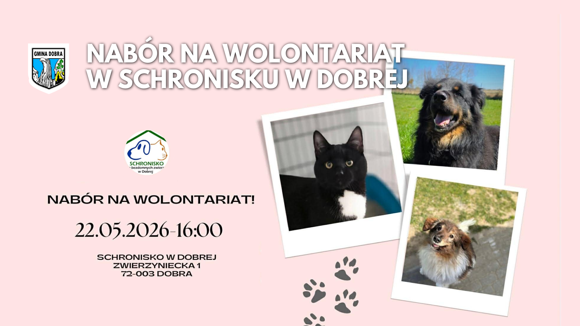 Nabór na wolontariat w Schronisku w Dobrej - zapraszamy do udziału