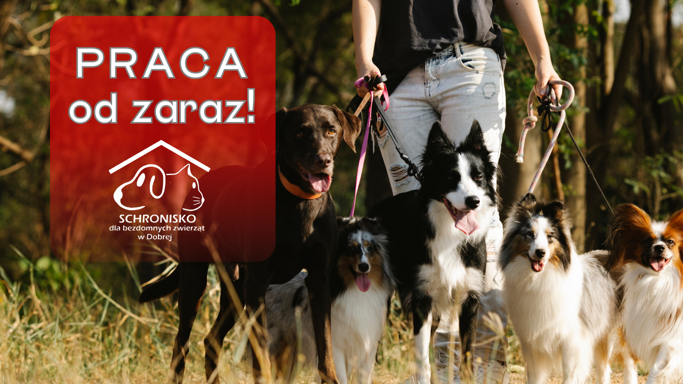 Ogłoszenie o naborze na stanowisko: Opiekun Zwierząt w Schronisku dla Bezdomnych Zwierząt w Dobrej