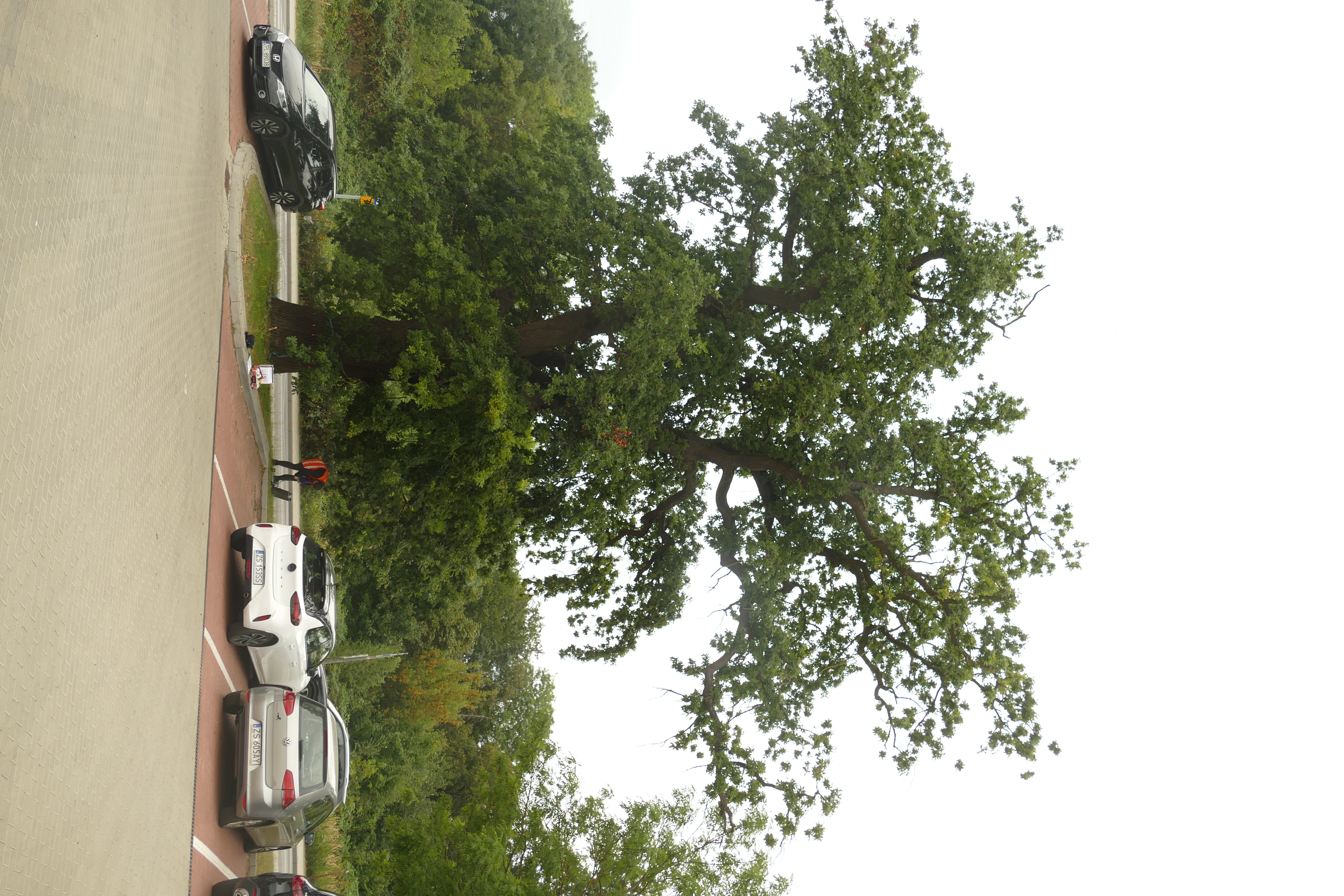 Pomóż nam nazwać nasz nowy pomnik przyrody