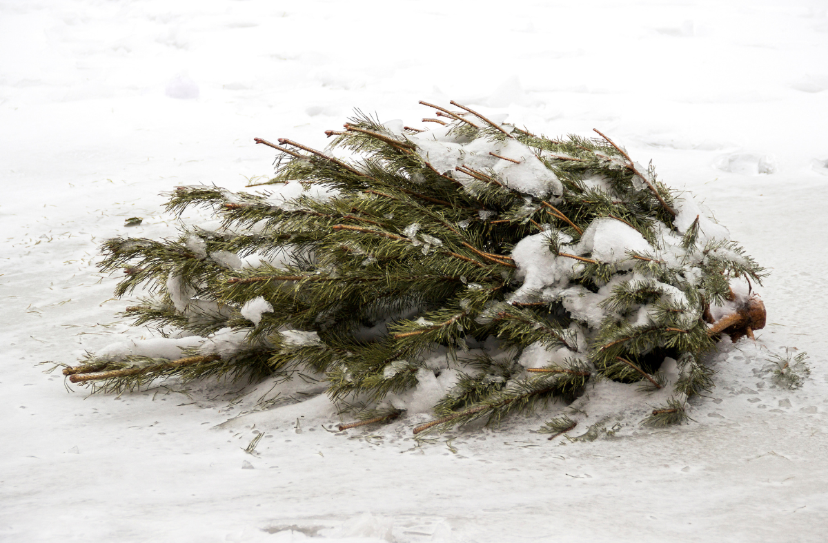 Poświąteczna zbiórka choinek naturalnych w roku 2026