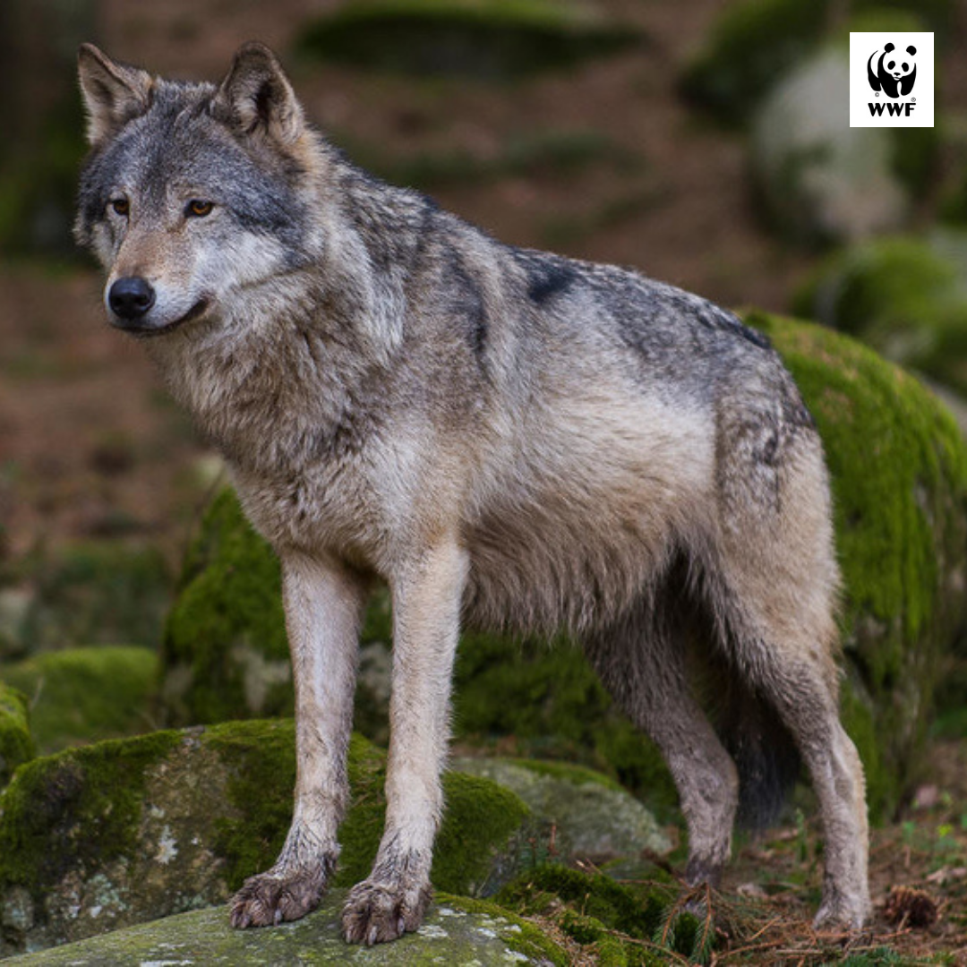 Wilki na terenie gminy Dobra- kilka ważnych informacji