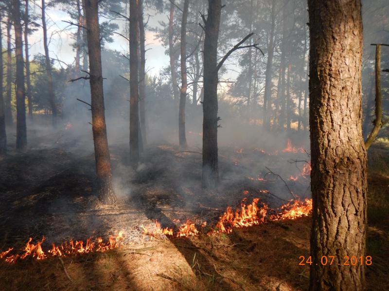Pożar lasu w pobliżu Wąwelnicy