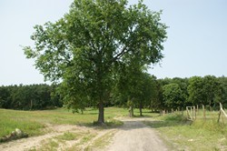 Projekt "Drzewa Weterani"
