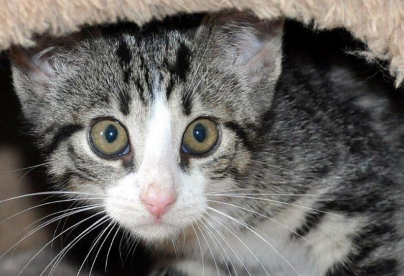 Pomoc dla kotów wolno żyjących z terenu gminy Dobra   