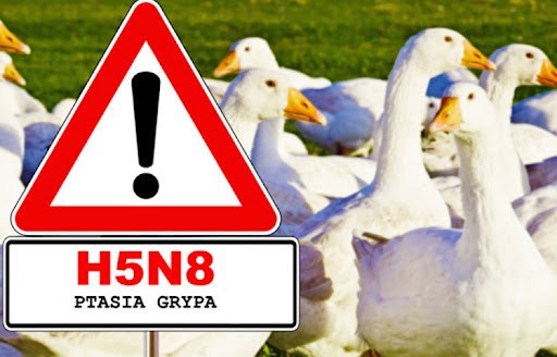 Zagrożenie ptasią grypą. Rozporządzenie wojewody dot. nakazu utrzymania drobiu, z wyłączeniem kaczek i gęsi w zamknięciu